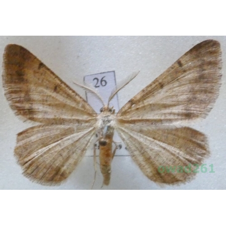 Selidosema brunnearia (de Villers, 1789) male Czech26